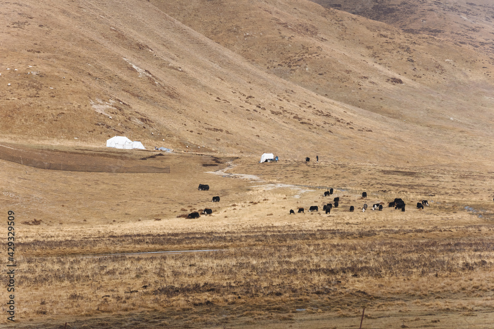 Herdsmen's dwellings in the autumn grasslands of northwest China Herdsmen's dwellings in the autumn grasslands of northwest China
