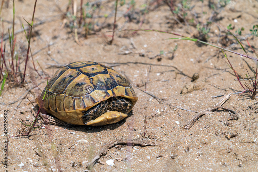 Obraz premium Land steppe turtle
