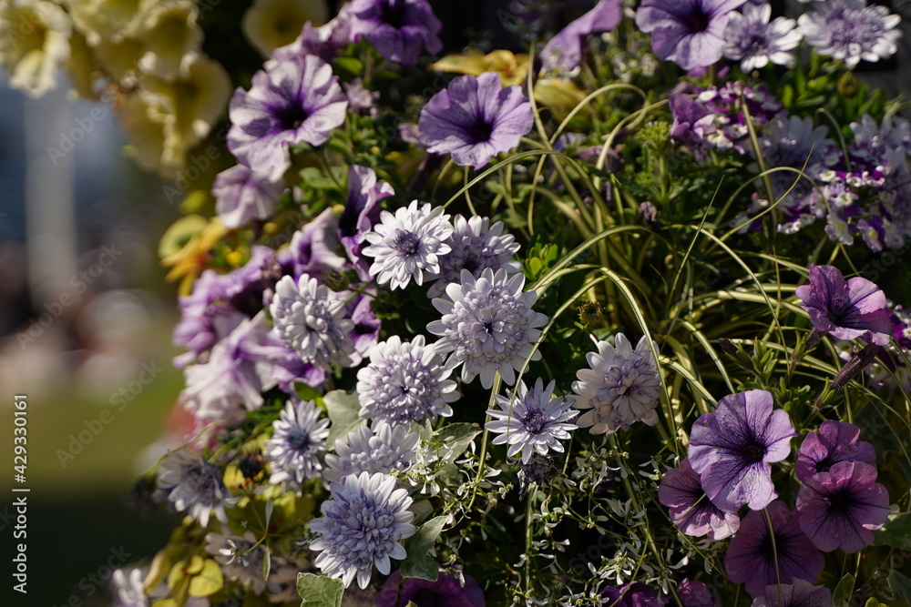 Purple flowers are blooming at a park in Yamashita park in Yokohama, Japan in March and April, spring time. Purple flowers are blooming at a park in Yamashita park in Yokohama, Japan in March and April, spring time.