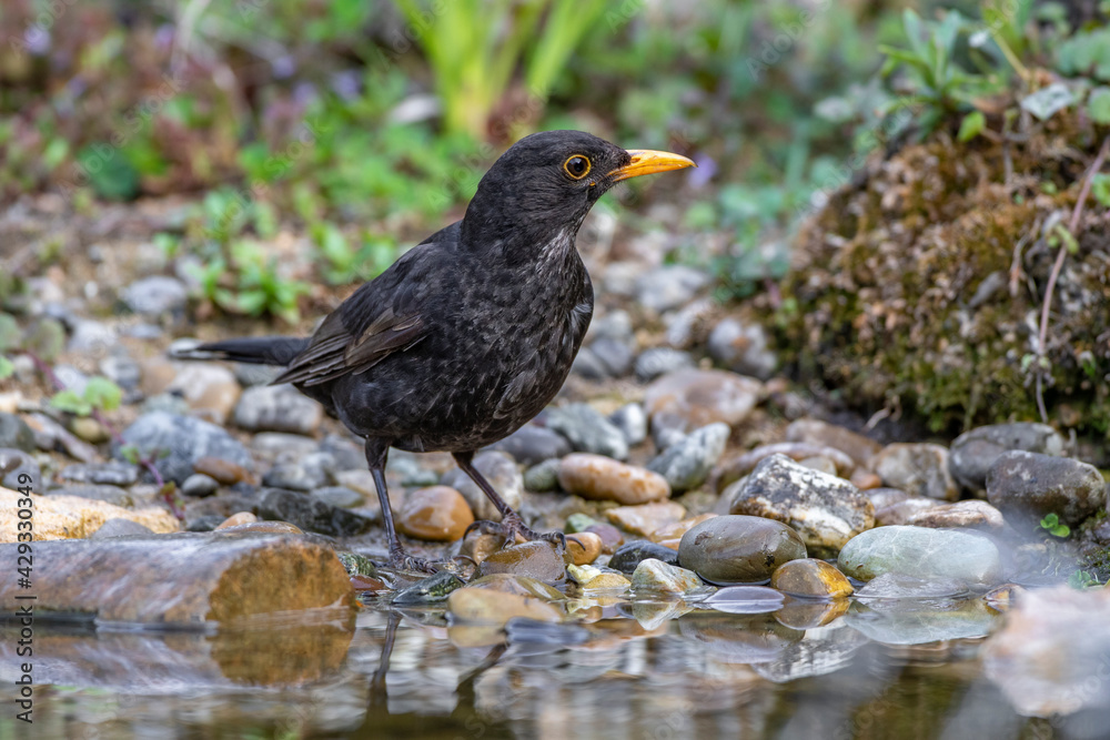 Amsel (Turdus merula) Männchen Amsel (Turdus merula) Männchen