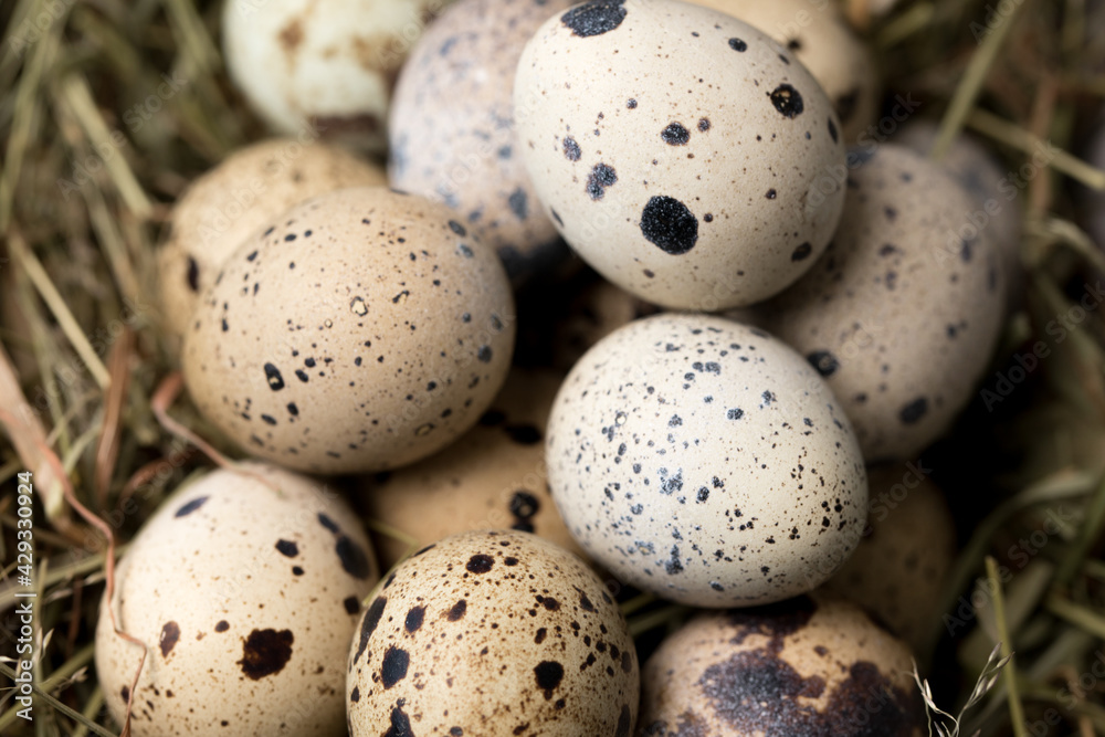 Still life of quail eggs decorated in dry herbs. Close-up. Rustic. Easter celebration concept.