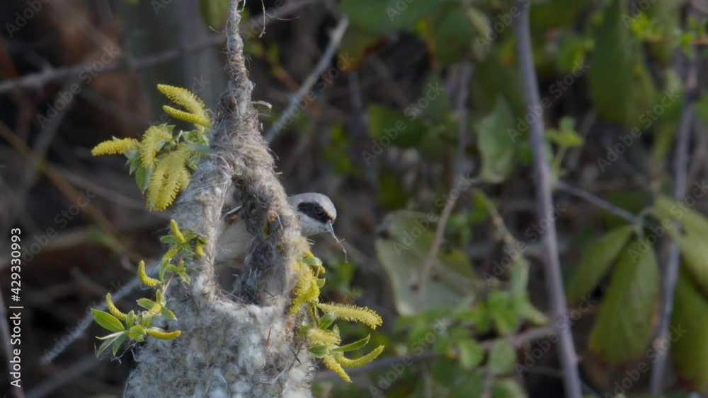 Penduline tit (Remiz pendulinus) flies from the hanging nest she is building to forage for more nesting materials. Spring migrations in Greece. Filmed at 50 fps, part of sequence. Penduline tit (Remiz pendulinus) flies from the hanging nest she is building to forage for more nesting materials. Spring migrations in Greece. Filmed at 50 fps, part of sequence.