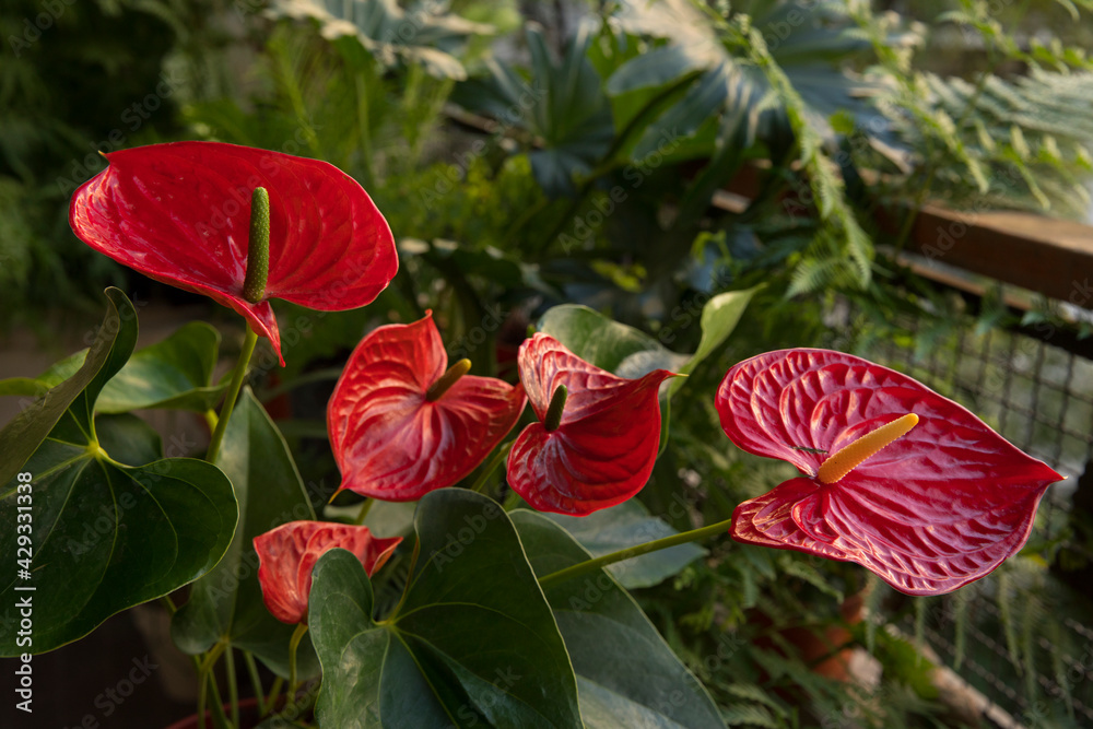 Tropical flora in the urban garden. Closeup view of Anthurium andreanum, also known as Flamingo Flower plant, green leaves and red flowers blooming in the balcony. 