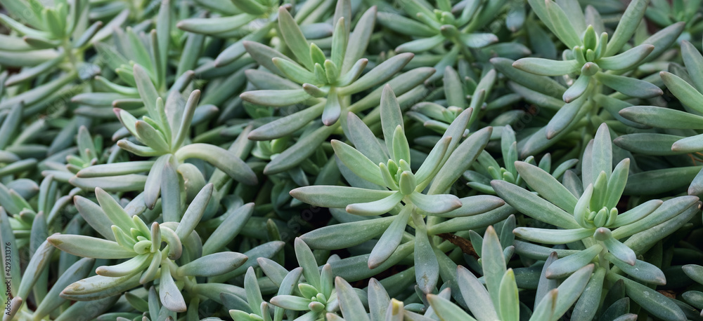 Closeup image of Graptoveria sp cactus in botanic garden Closeup image of Graptoveria sp cactus in botanic garden