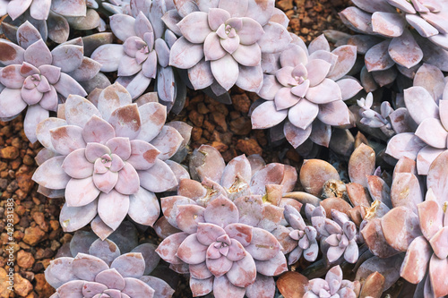 Closeup image of Rosette rosettes of Graptopetalum pentandrum superbum in botanic garden