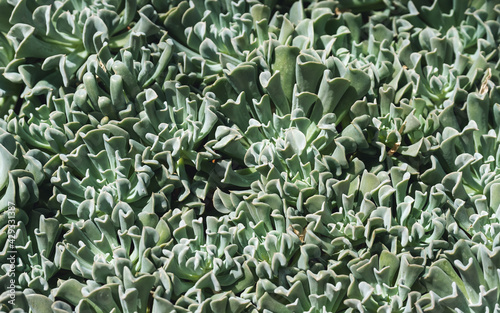 Closeup image of Echeveria runyonii or topsy curvy in botanic garden