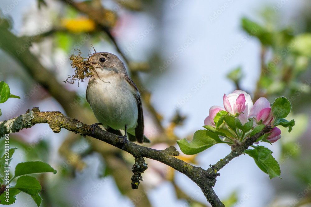 Halsbandschnäpper (Ficedula albicollis) Weibchen Halsbandschnäpper (Ficedula albicollis) Weibchen