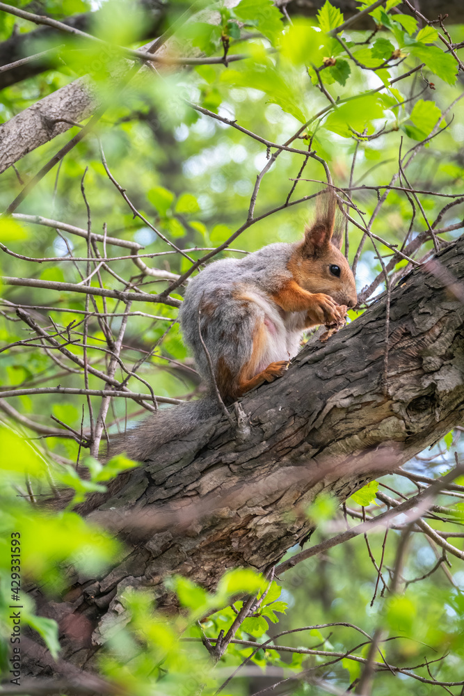 Obraz premium The squirrel with nut sits on a branches in the spring or summer.