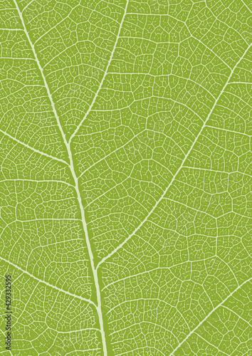 A4 green leaf texture. Leaf veins nature background. Ecology background. Green leaf veins texture.