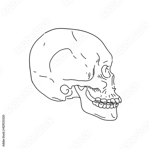 Human skull, side view. Hand drawn line art vector illustration.