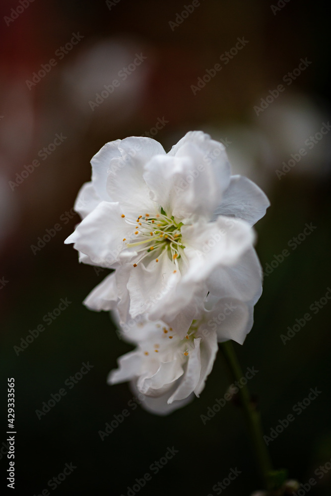 Obraz premium Wispy white flower