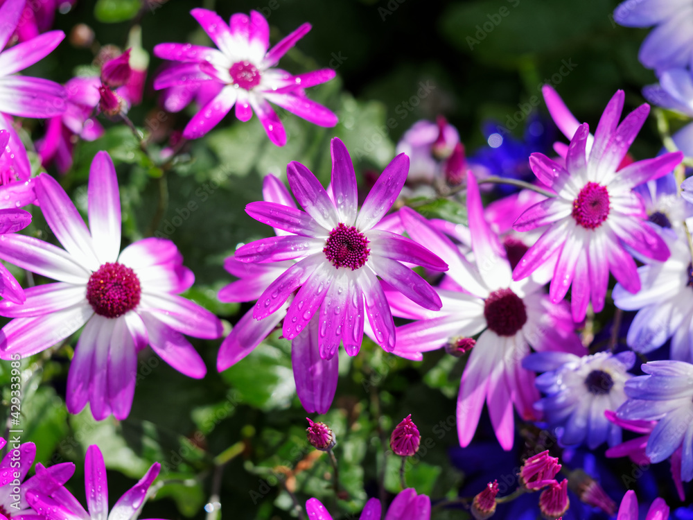 Fototapeta premium Colorful african daisy creates spring-themed background