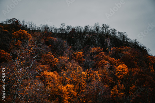 Alpacas in the forest