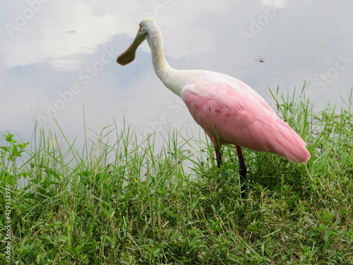 Florida Roseate Spoonbills