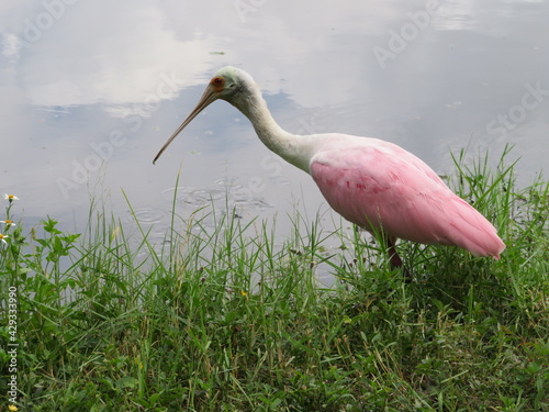 Florida Roseate Spoonbills
