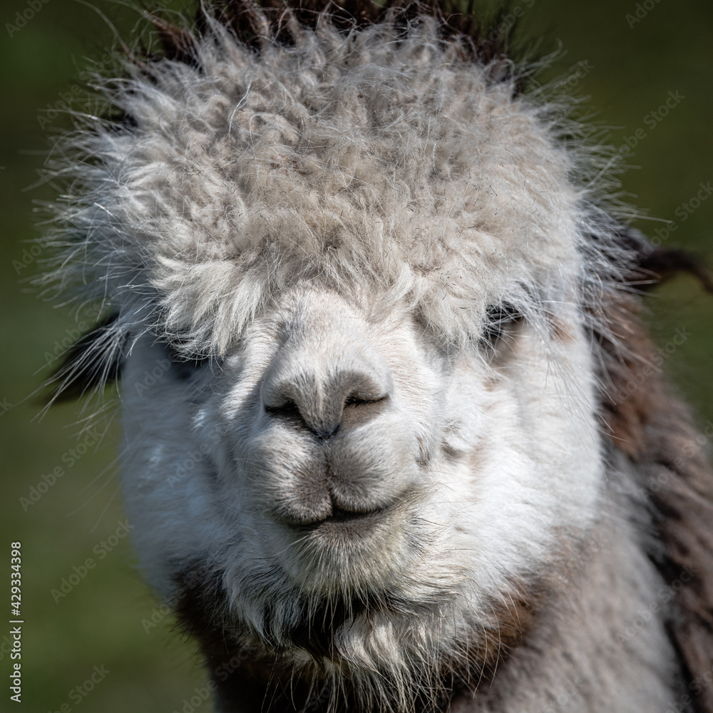 A very close portrait of the head and face of a white alpaca, Vicugna pacos. It is staring forward at the camera