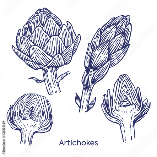 Artichoke collection botanical line art drawn. Isolated vector illustration. Artichoke symbols set applicable for restaurant menu or packaging, label, print. Engraving. Organic vegetarian product. 