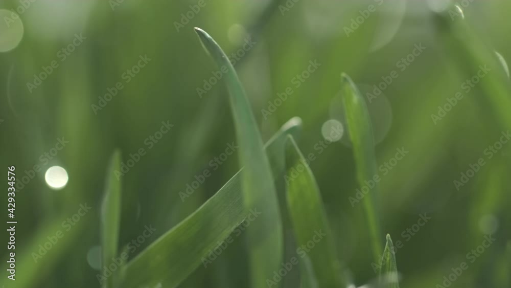 Green grass close-up. Grass in slow motion. Green juicy lawn, it's time to cut. Slow rotation. Green grass close-up. Grass in slow motion. Green juicy lawn, it's time to cut. Slow rotation.