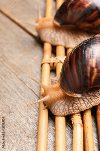 Giant african land snails c...