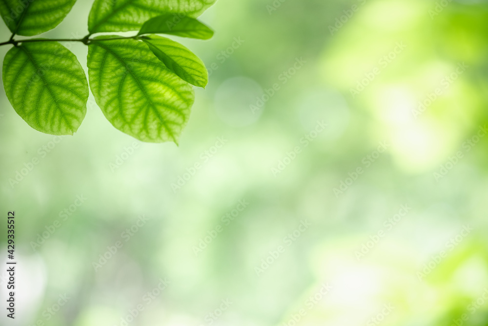 Amazing nature view of green leaf on blurred greenery background in garden and sunlight with copy space using as background natural green plants landscape, ecology, fresh wallpaper. Amazing nature view of green leaf on blurred greenery background in garden and sunlight with copy space using as background natural green plants landscape, ecology, fresh wallpaper.