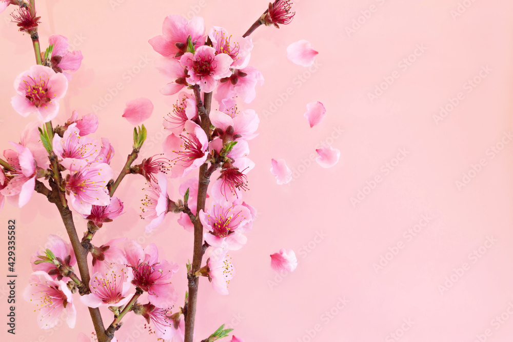 Spring flowers natural background. Beautiful spring flowers on a pink background.