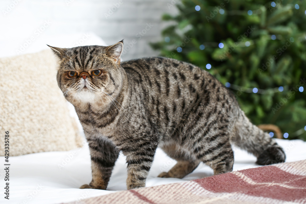 Cute Exotic Shorthair cat at home on Christmas eve
