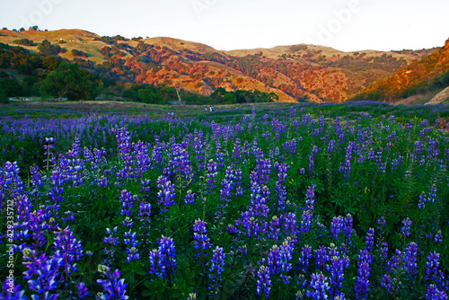 Spring Wildflowers in California