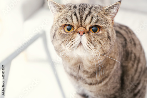 Fototapeta Naklejka Na Ścianę i Meble -  Cute Exotic Shorthair cat at home