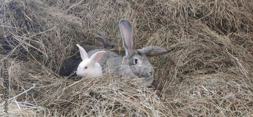 Rabbits in the garden. Two rabbits in the hay. Farm, rabbit breeding. cat in a cage