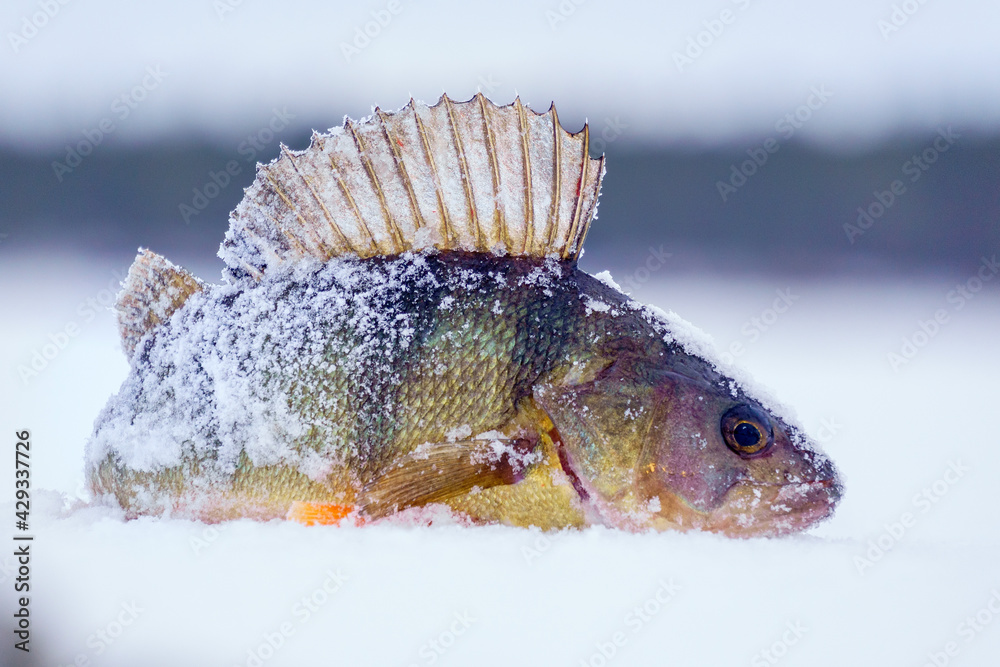 Perch fish close-up in the snow. fresh catch on winter fishing