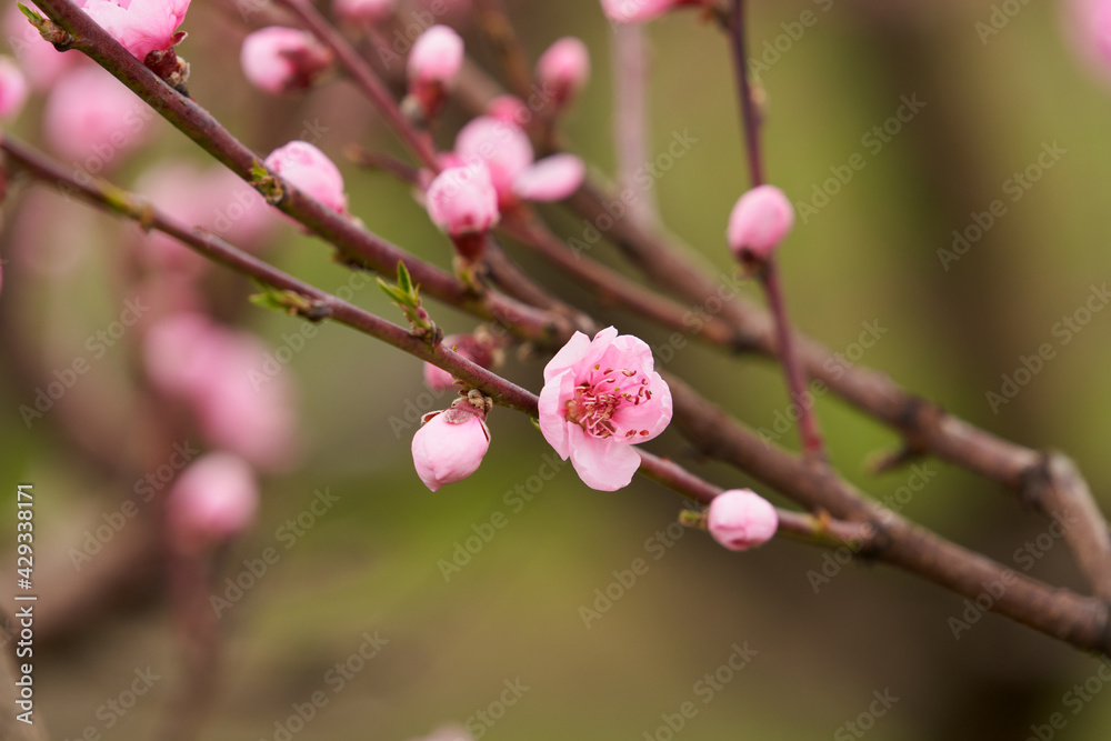 A branch of a blooming peach with pink flowers. Selective focus. Copy space. A branch of a blooming peach with pink flowers. Selective focus. Copy space.
