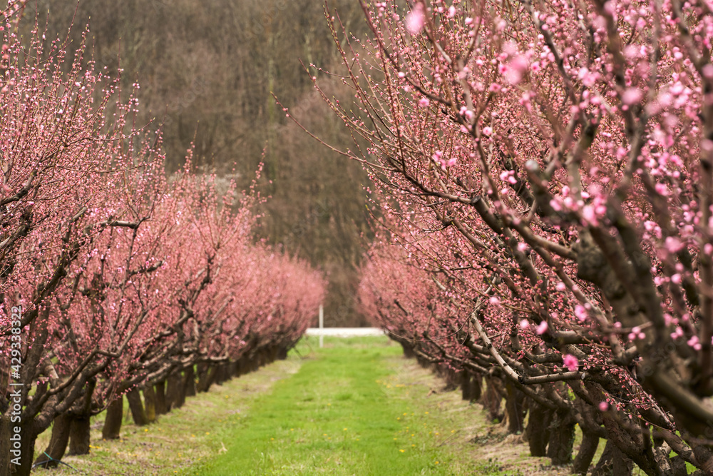 A blooming peach orchard before pruning against the backdrop of mountains after rain. Selective focus. A blooming peach orchard before pruning against the backdrop of mountains after rain. Selective focus.