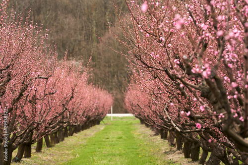 A blooming peach orchard before pruning against the backdrop of mountains after rain. Selective focus.