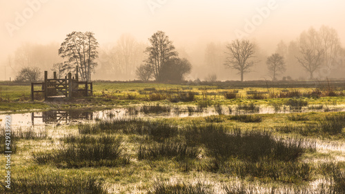 morning in the field