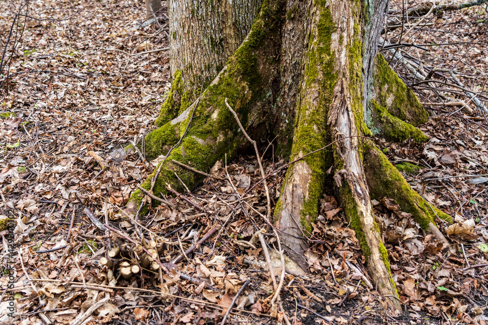 Obraz premium The tree's trunk and roots are covered with moss..