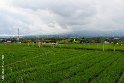 View of the bridge in the middle of rice fields and cloudy weather