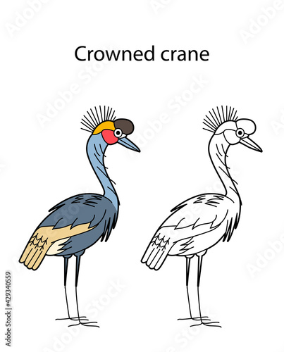 Funny cute animal crowned crane isolated on white background. Linear  contour  black and white and colored version. Illustration can be used for coloring book and pictures for children