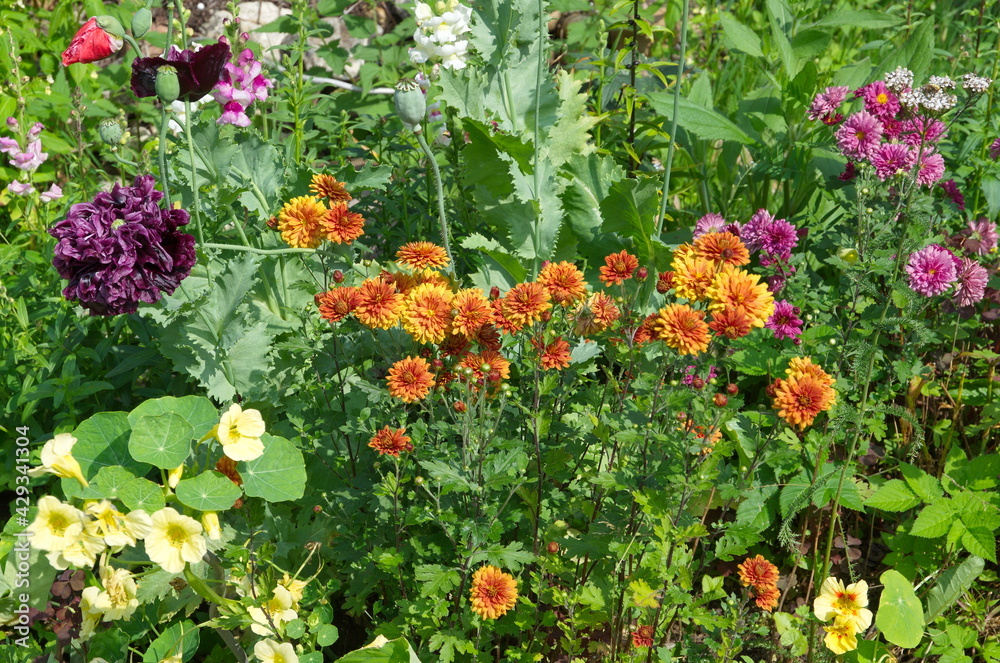 Flower bed with various decorative flowers in the summer garden