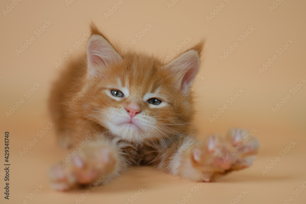 The ginger kitten is awake, stretching and yawning. Pet care products advertising concept