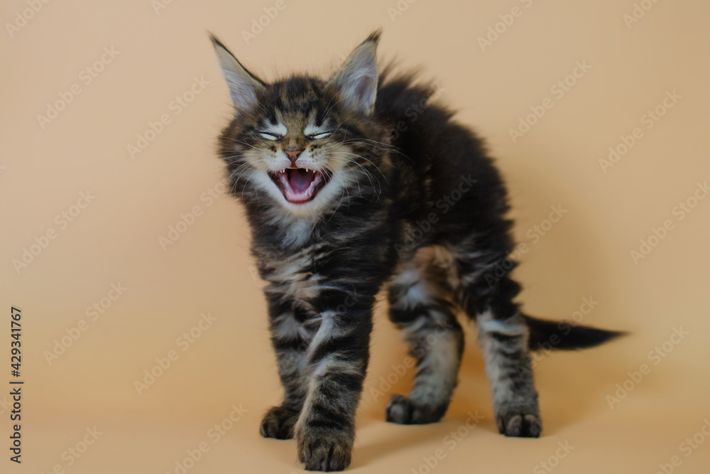 Obraz premium Funny little cute kitten smiling. Joke and humor concept
