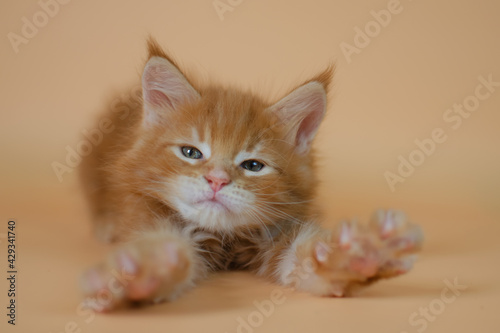 The ginger kitten is awake, stretching and yawning. Pet care products advertising concept