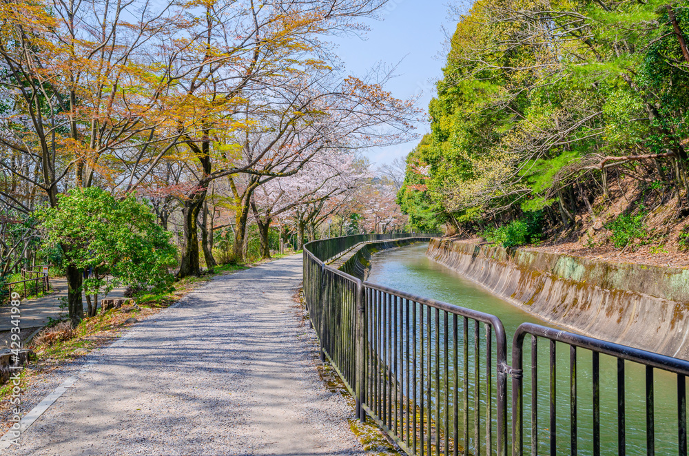 京都の山科疏水の桜