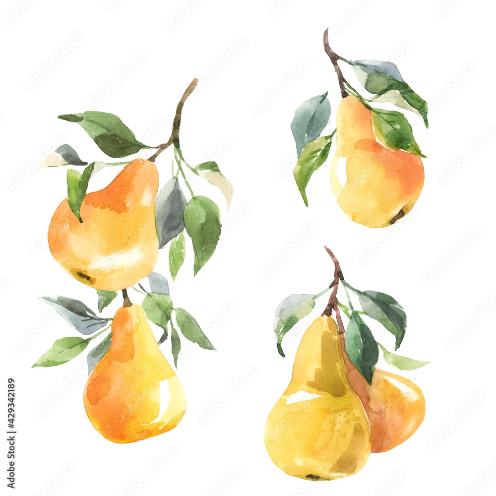 Obraz premium Beautiful set with hand drawn watercolor tasty summer pear fruits. Stock illustration.