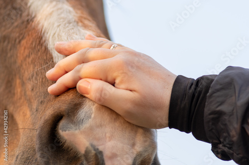 zbliżenie na dłoń głaszczącą konia
