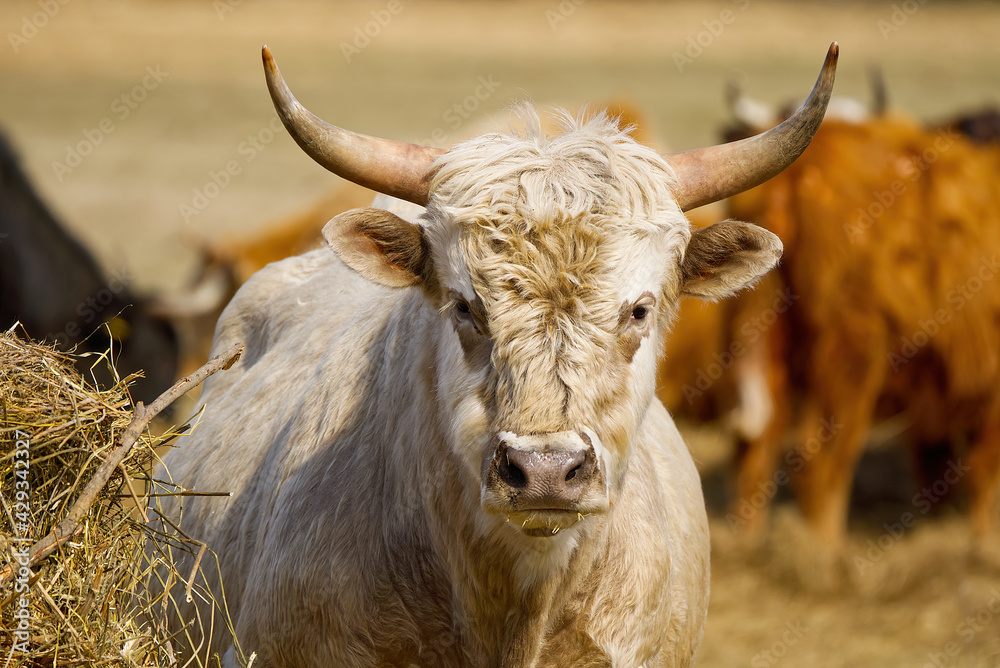 Portrait of Blonde Aquitaine breed cow in the meadow autumn field. Farming, free grazing concept, autumn field Portrait of Blonde Aquitaine breed cow in the meadow autumn field. Farming, free grazing concept, autumn field