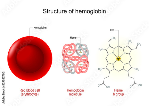 hemoglobin structure photo