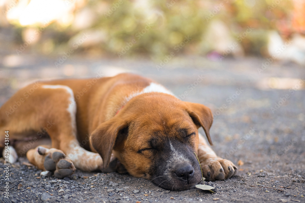 Cute adorable fluffy brown puppy sleeping on the ground, Small brown dog enjoying its sleep
