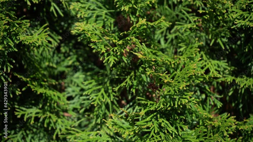 Panning shot of evergreen emerald cedar coniferous tree - right to left 4k