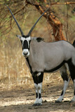 Oryx beisa (oryx beisa)