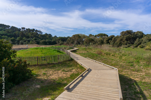 Landscape of road on wooden planks among the vegetation
